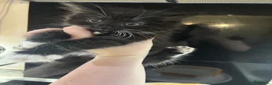 British Longhair 2