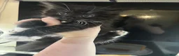 British Longhair cats for sale: 2 black and white fluffy kittens  - Advert 3