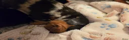 Miniature Dachshund dogs for sale: MINIATURE DACHSHUNDS TO FIND THEIR FOREVER HOME 🏡 - Advert 10