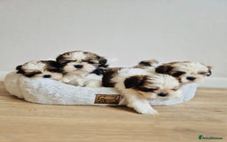 Shih Tzu dogs for sale: Shihtzu  - Image 23