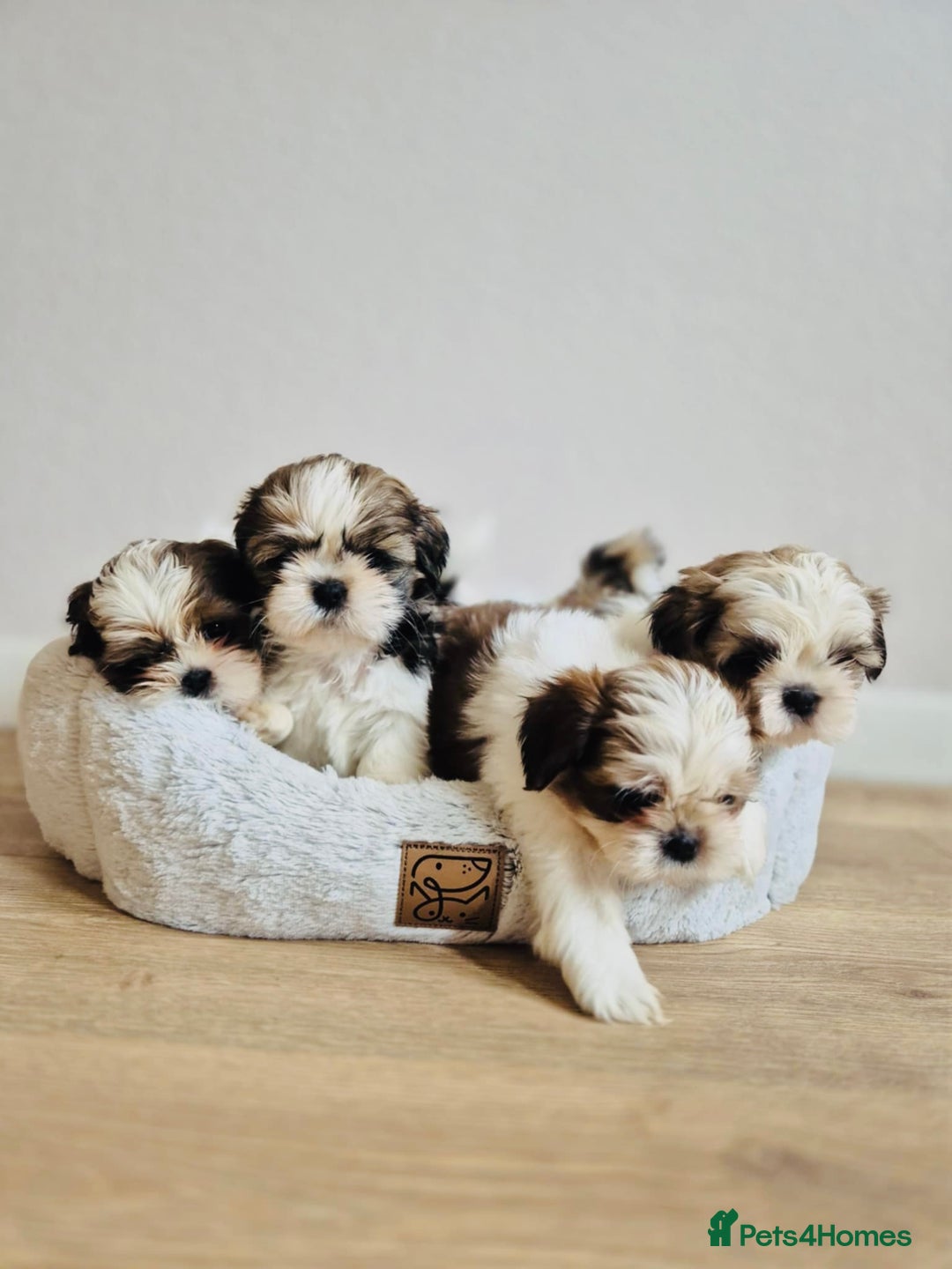 Shih Tzu dogs for sale: Shihtzu  - Image 23