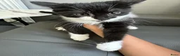 Mixed Breed cats for sale: Playful British Shorthair & Longhair Mix Kittens - Advert 12
