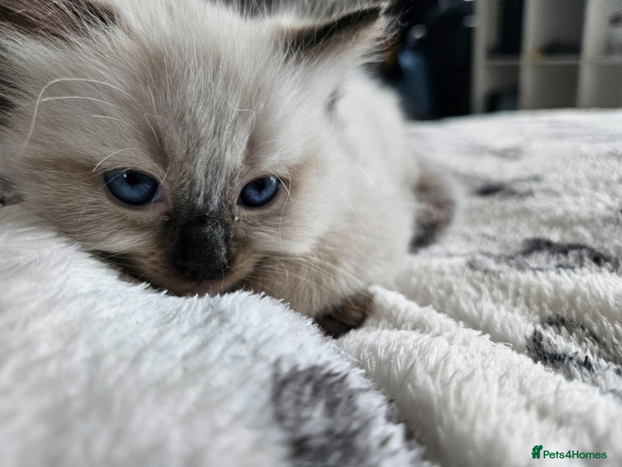 Ragdoll cats Beautiful Male/female ragdoll kittens - Advert 1