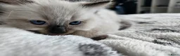 Ragdoll cats for sale: Beautiful Male/female ragdoll kittens - Advert 1