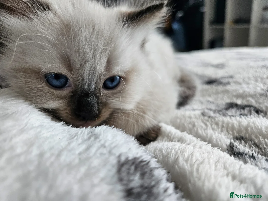 Ragdoll cats for sale: Beautiful Male/female ragdoll kittens - Advert 1
