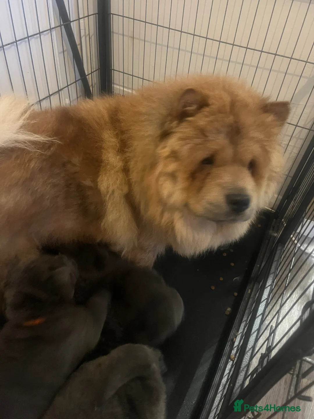 Chow Chow dogs for sale: Last 2 stunning Kc blue smooth chow chows - Advert 7