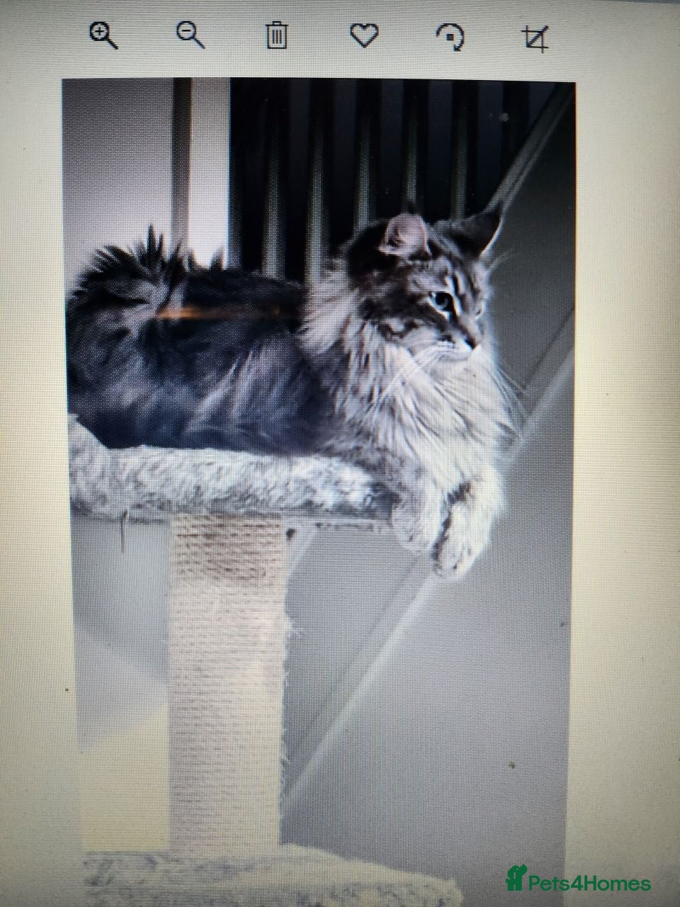 Maine Coon cats Rare blue/cream smoke maine coon kittens - Advert 2