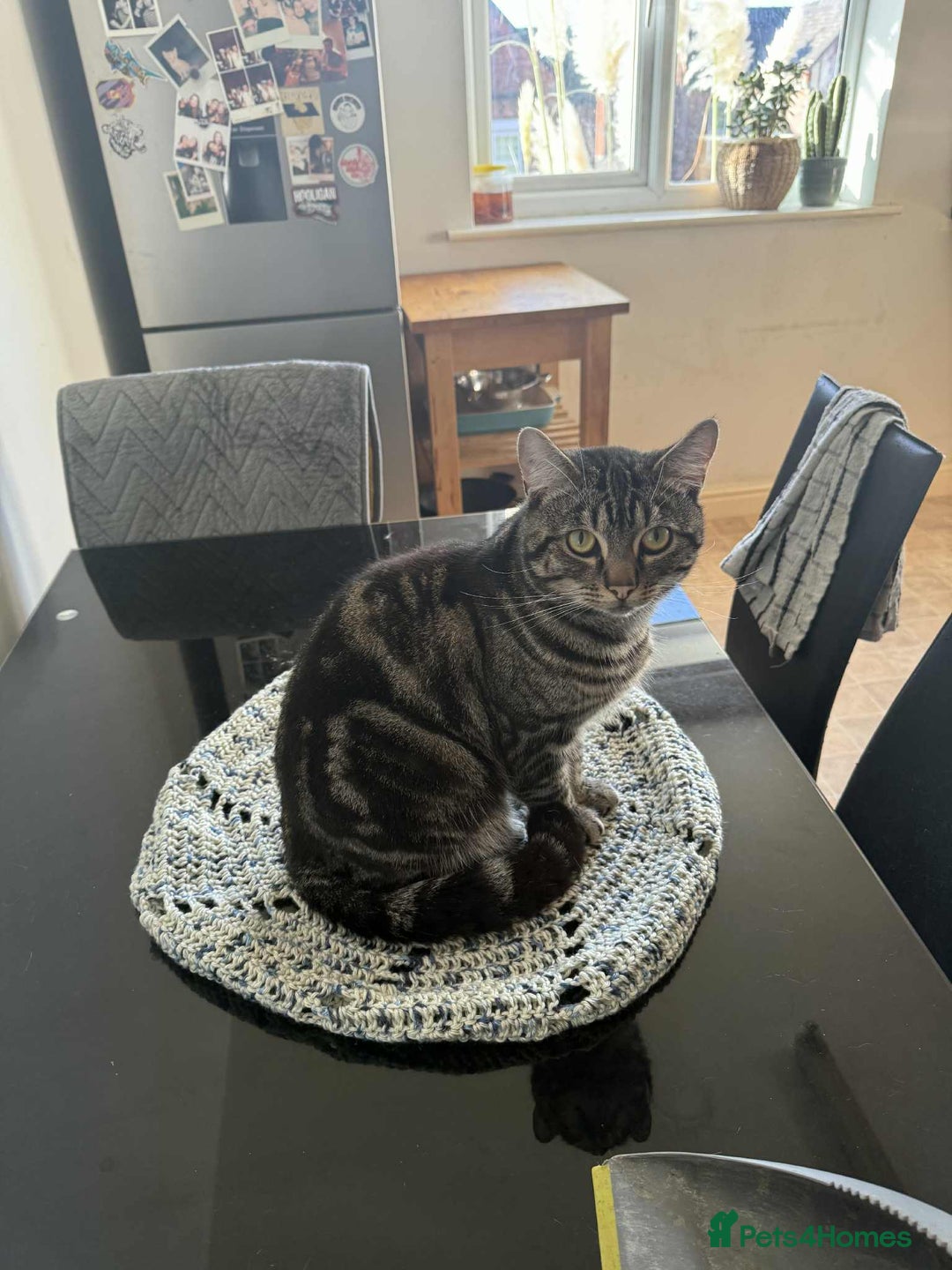 Mixed Breed cats for sale: Makes cats aged 4 and 2 - Advert 5