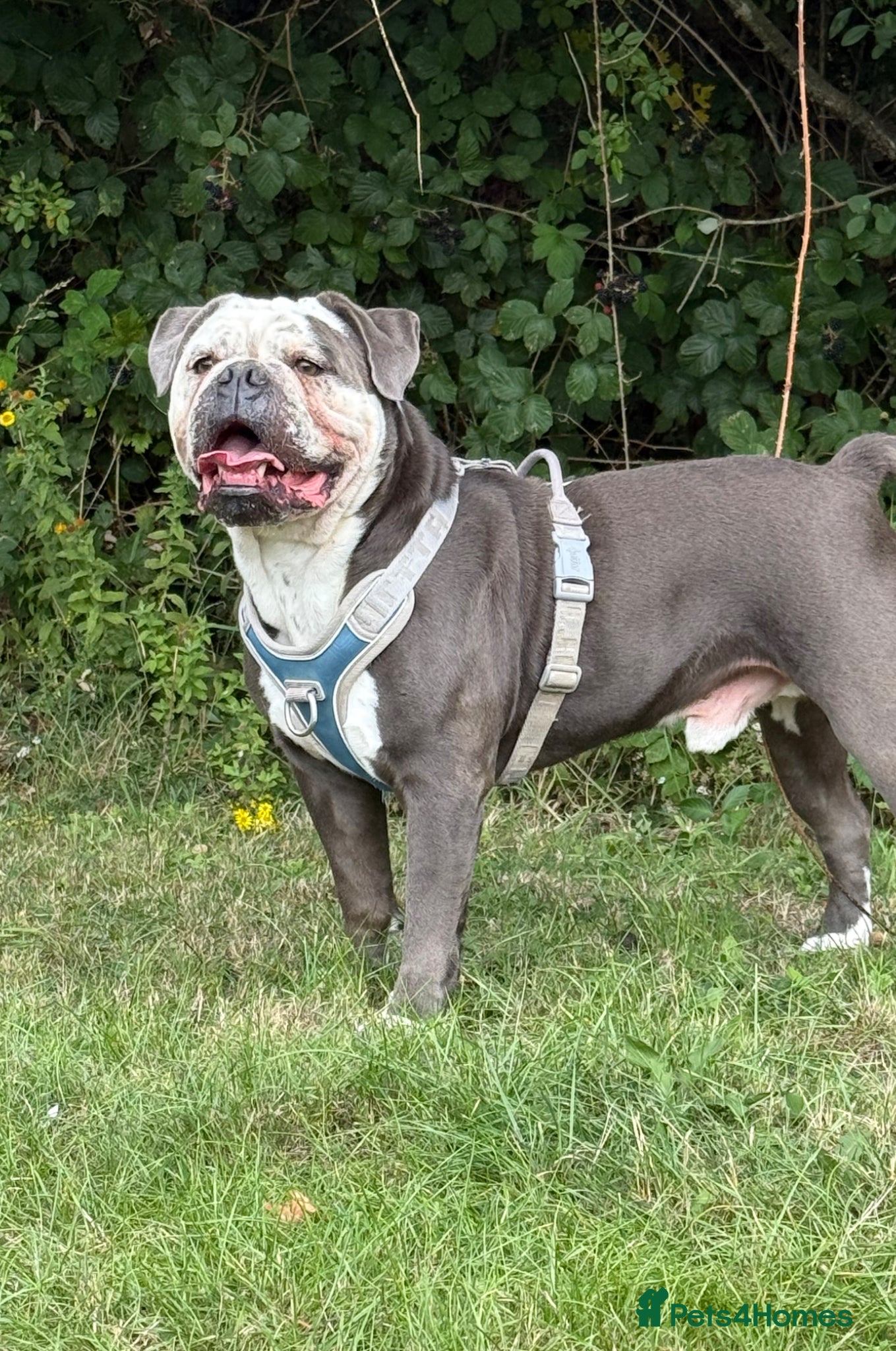 Mixed Breed dogs 4 year old Blue Merle Olde Tyme English bulldog  - Advert 1