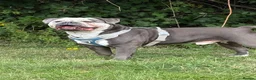 Mixed Breed dogs for sale: 4 year old Blue Merle Olde Tyme English bulldog  in Horsham - Advert 1