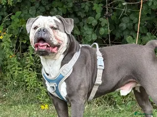 Mixed Breed dogs 4 year old Blue Merle Olde Tyme English bulldog - Advert 1