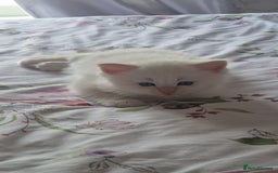 Ragdoll cats for sale: Gorgeous Ragdoll kittens , Ready now. - Image 7