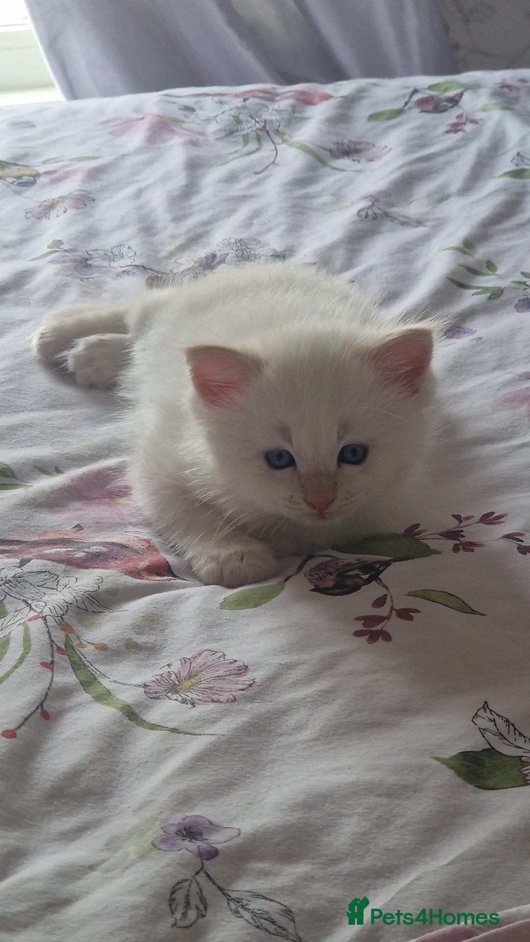 Ragdoll cats for sale: Gorgeous Ragdoll kittens , Ready now. - Image 7