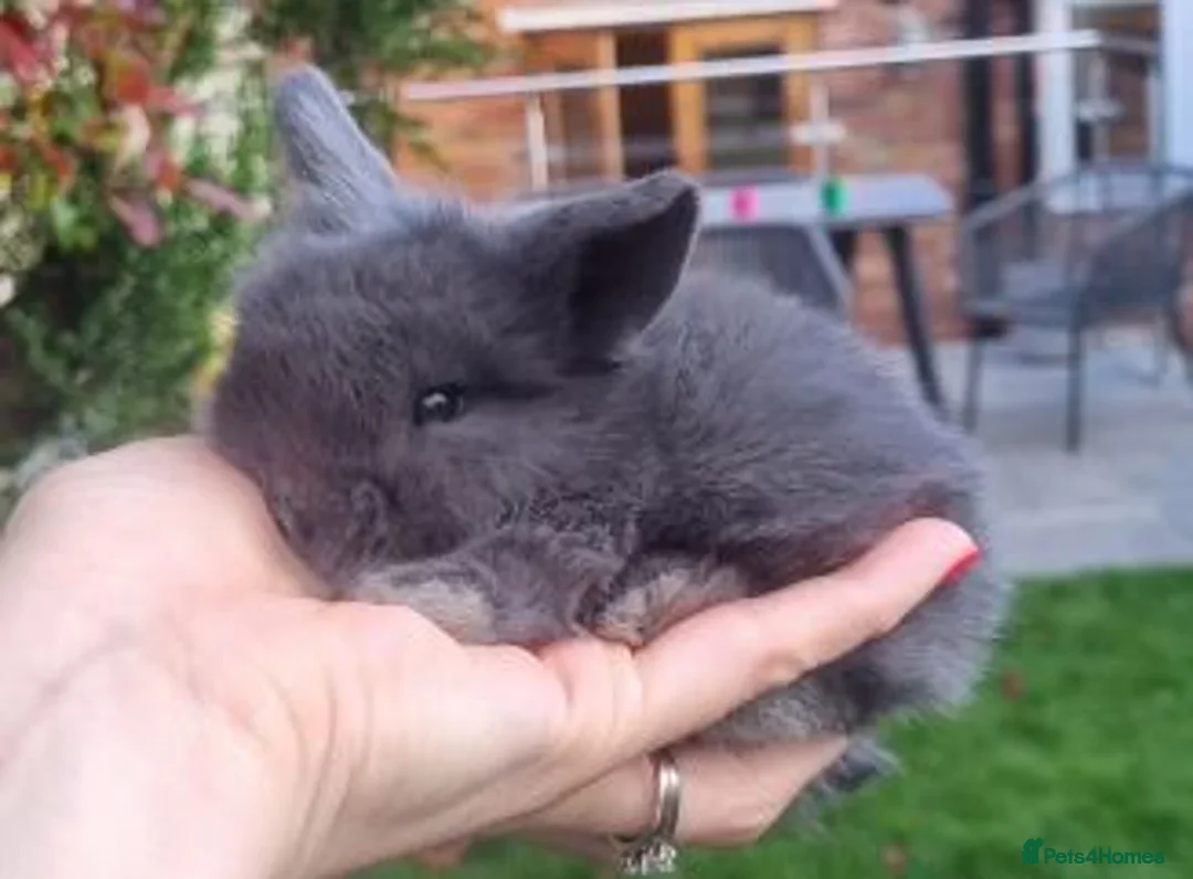 Mini Lop rabbits for sale: 1 x Mini Lion Lop ready to collect now - Advert 2