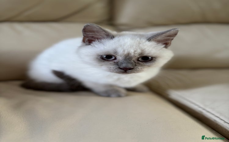 British Shorthair cats - Advert 2