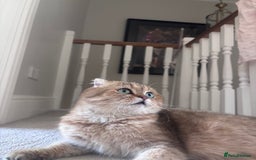 Scottish Fold cats for sale: Beautiful golden tabby shade  - Advert 2