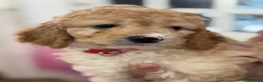 Cockapoo 2