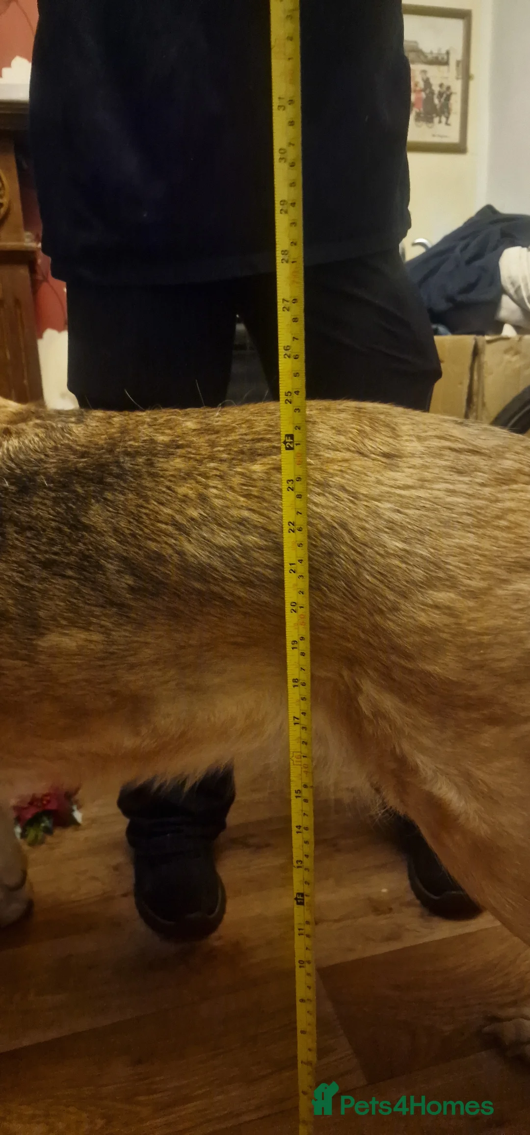 German Shepherd dogs for sale: German shepherd adult girl Read advert - Advert 4