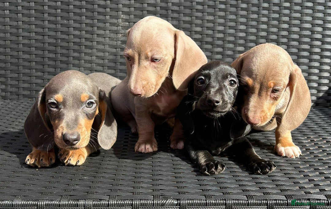 Miniature Dachshund dogs for sale: READY NOW STUNNING MIX KC MIN PRA CLR - Image 5