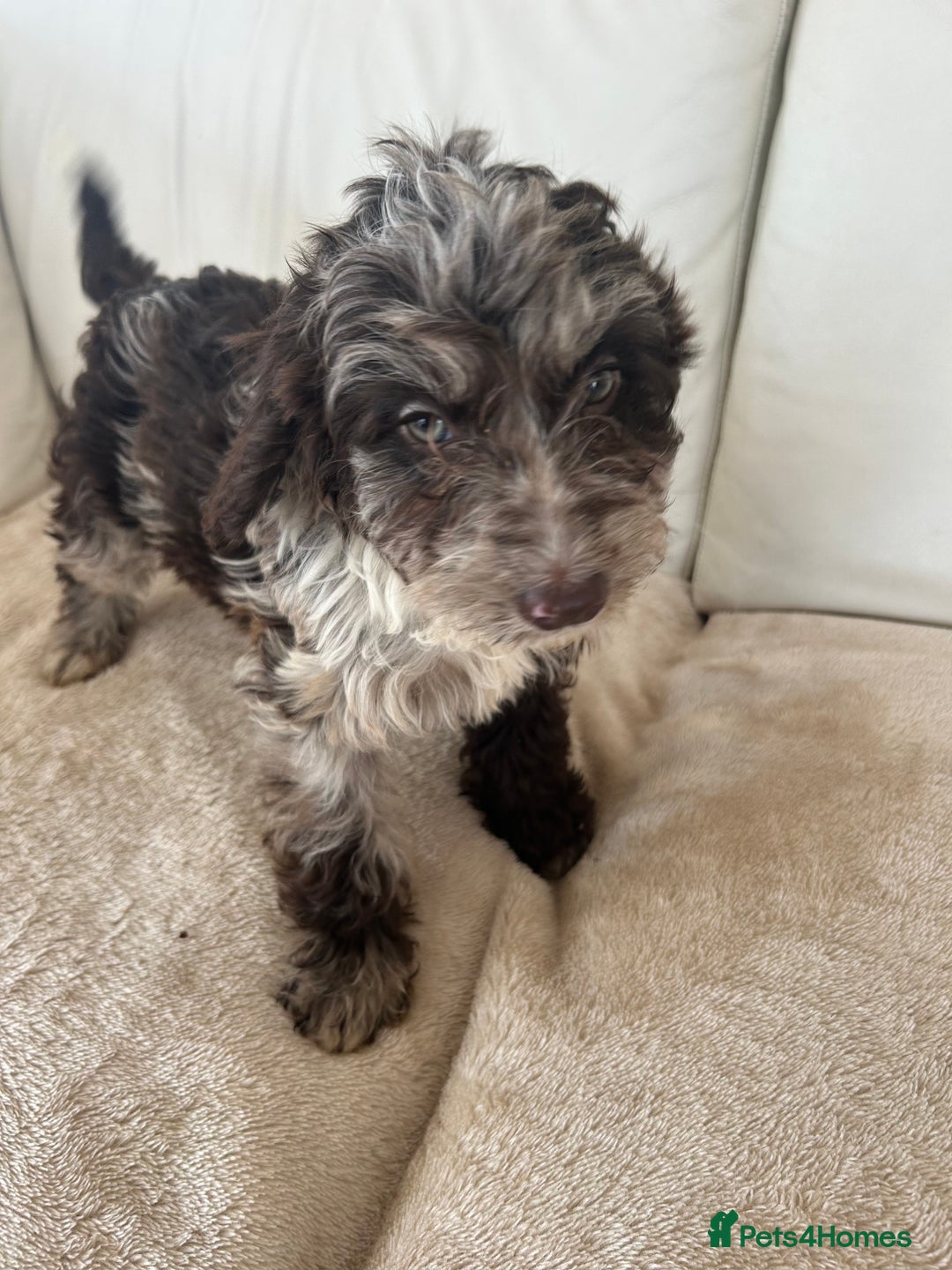 Cockapoo dogs for sale: Adorable cockapoo puppies for sale  - Image 2