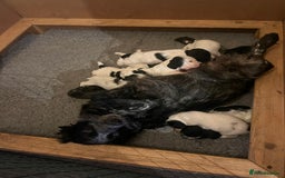 Cocker Spaniel dogs for sale: Stunning KC health tested Cocker pups  - Image 16