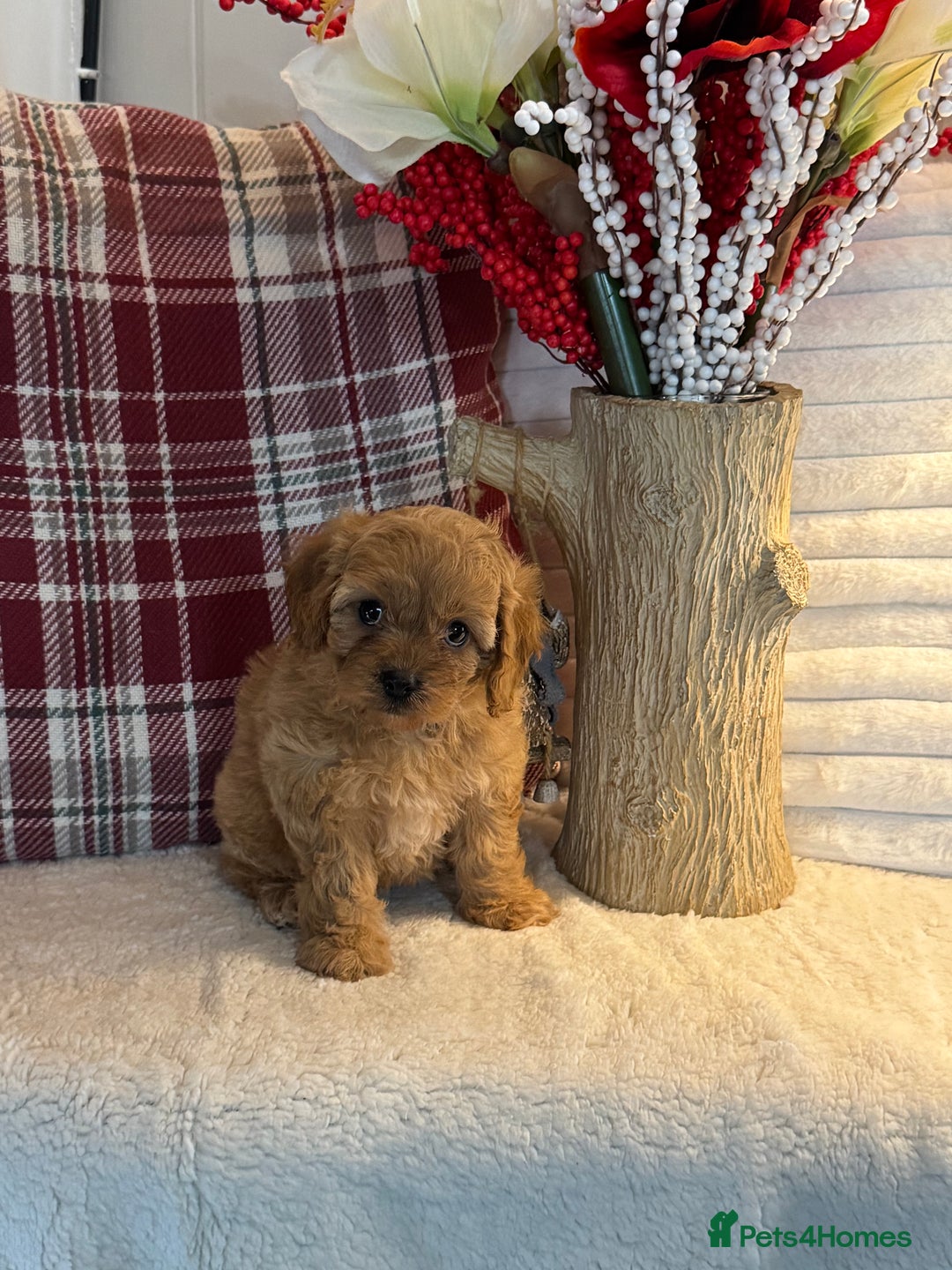 Cavapoo dogs for sale: 7 gorgeous Cavapoo puppies dna clear - Advert 6