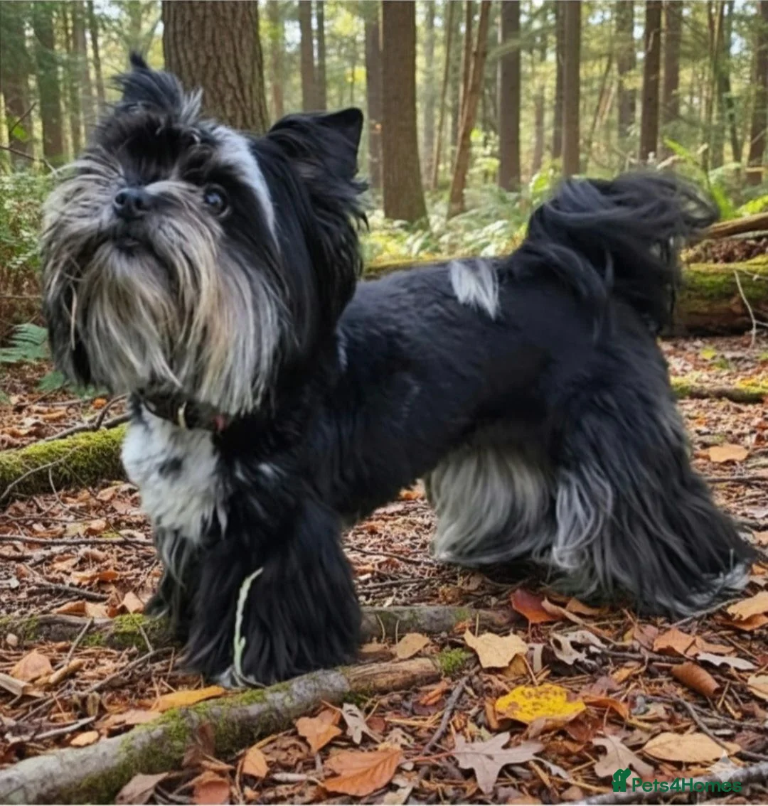 Yorkshire Terrier dogs for sale: Elegant lady - Advert 1