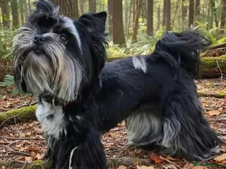 Yorkshire Terrier dogs Elegant lady - Advert 1