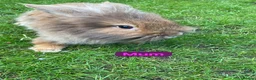 Mini Lion Lop rabbits for sale: Mini lion head lop babies  - Advert 10