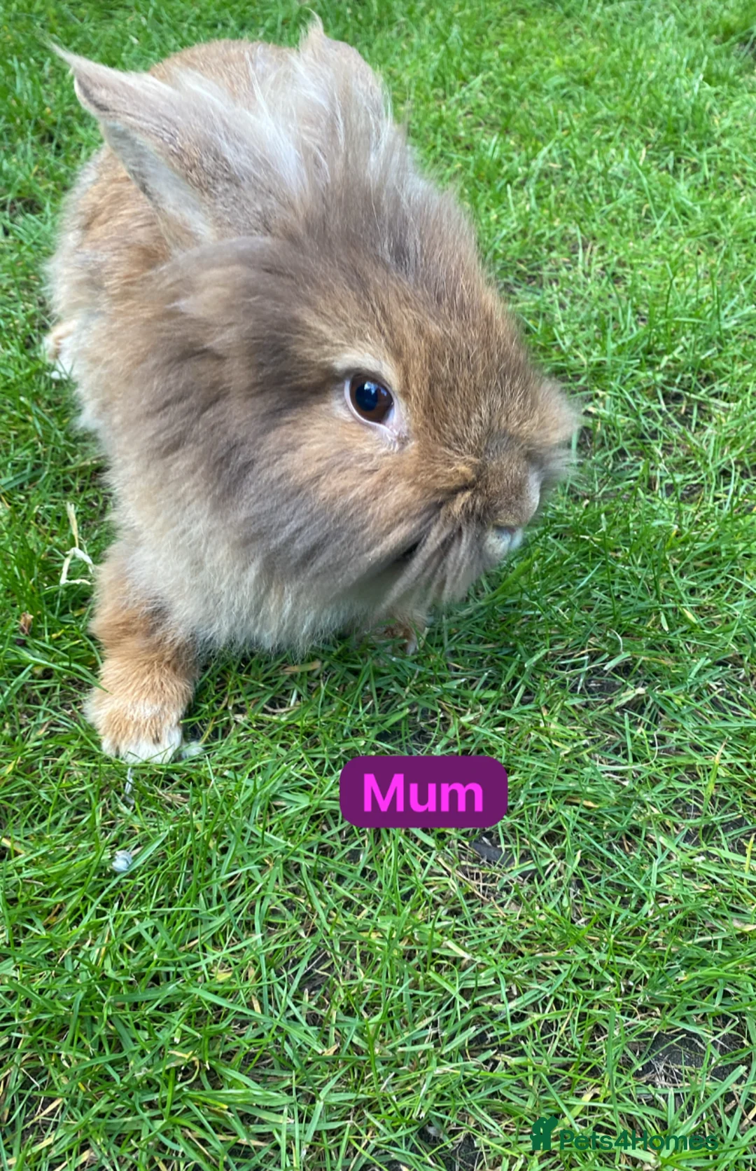 Mini Lion Lop rabbits for sale: Mini lion head lop babies  - Advert 10