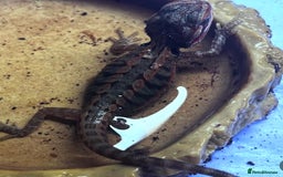 Bearded Dragon reptiles for sale: Baby bearded dragons  - Image 3