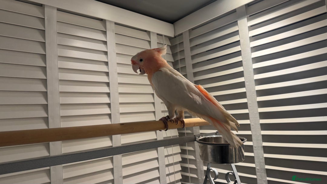 Cockatoo birds for sale: Major Mitchell Super Tame - Advert 4