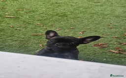 French Bulldog dogs for sale: Frenchie full breed female - Image 2