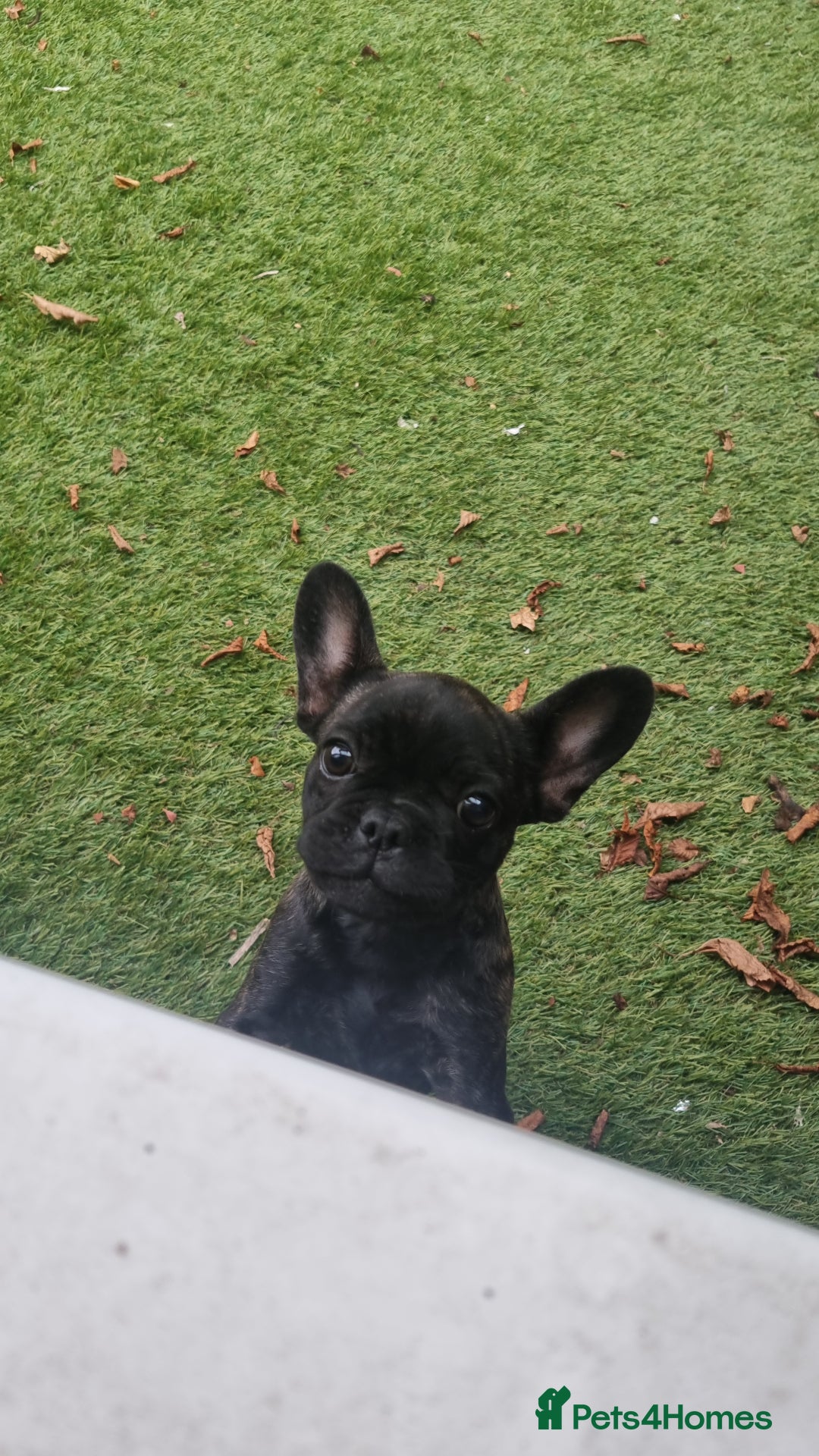 French Bulldog dogs for sale: Frenchie full breed female - Image 2
