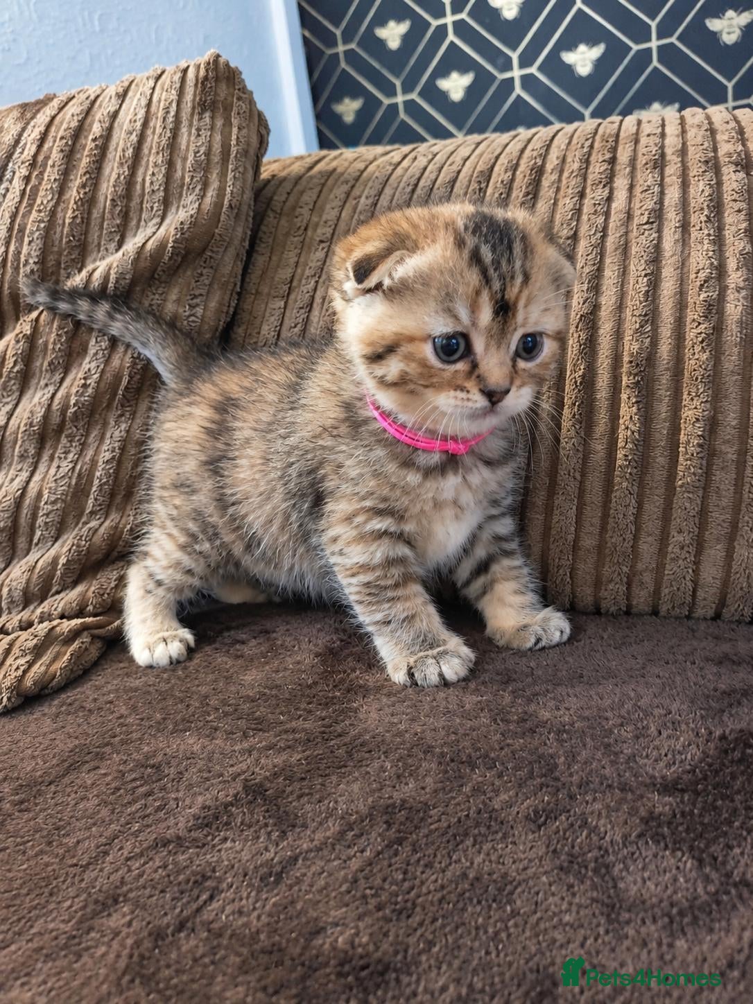 Scottish Fold cats Exceptional/colours Scottish fold/straight kittens - Advert 5