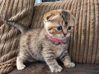 Scottish Fold cats Exceptional/colours Scottish fold/straight kittens - Advert 5