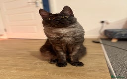 Maine Coon cats for sale: TICA Male Maine Coon  - Image 5