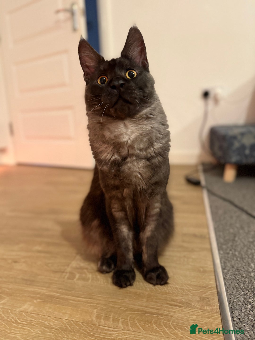 Maine Coon cats for sale: TICA Male Maine Coon  - Image 5