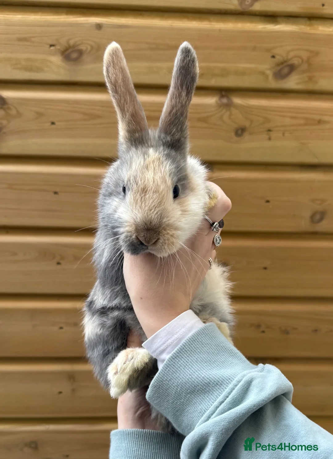 Mixed Breed rabbits for sale: Noelle  in Saint Austell - Advert 2