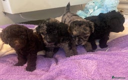 Miniature Poodle dogs for sale: POODLE 🐩 QUALITY MINIATURE PUPPIES 🐶  - Image 7