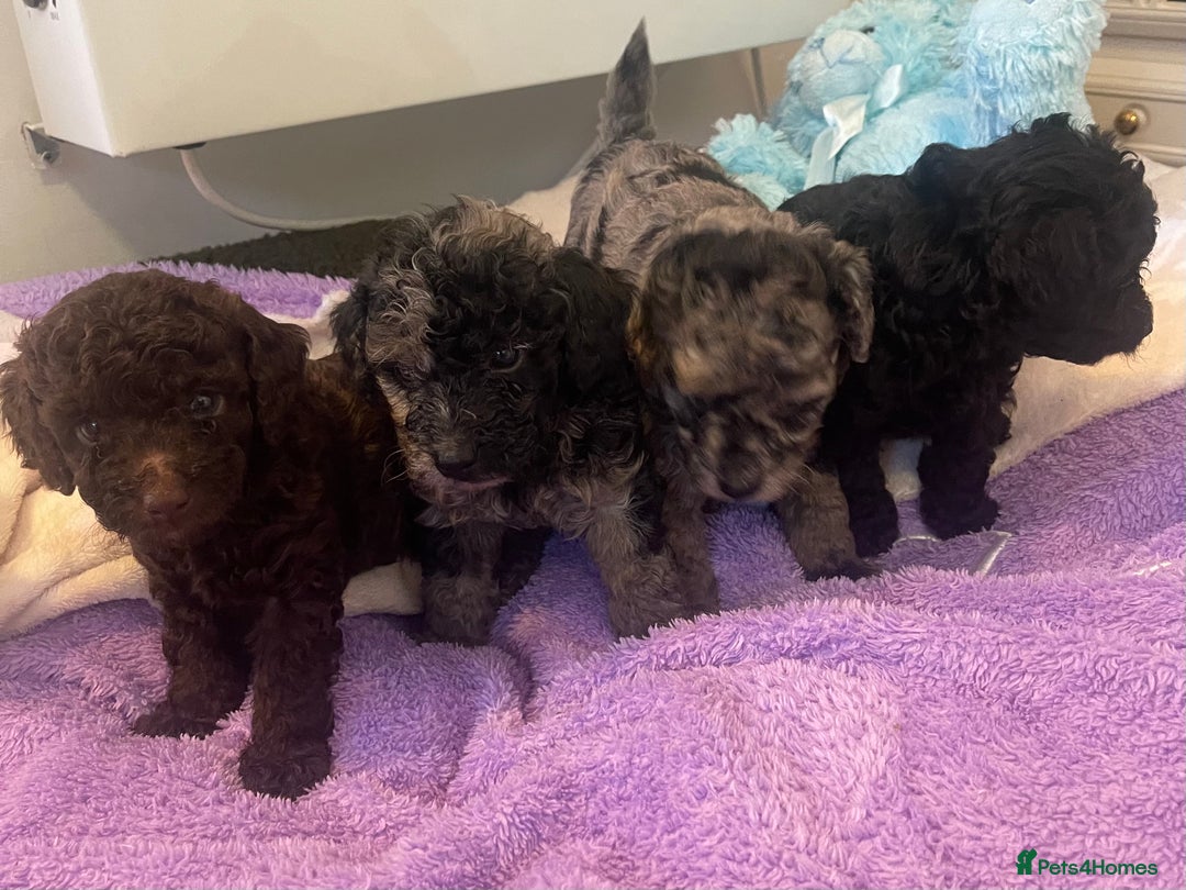 Miniature Poodle dogs for sale: POODLE 🐩 QUALITY MINIATURE PUPPIES 🐶  - Image 7