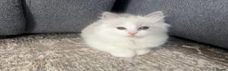 Ragdoll cats for sale: 🤍 READY NOW Lilac Mink Bicolour Cherubim Girl 🤍 - Advert 7