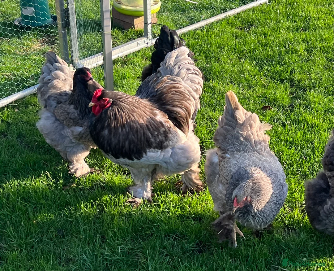 Chickens poultry for sale: Hatching eggs  - Advert 11