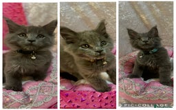 Maine Coon cats for sale: Beautiful GCCF reg Mainecoon kittens available  - Image 2
