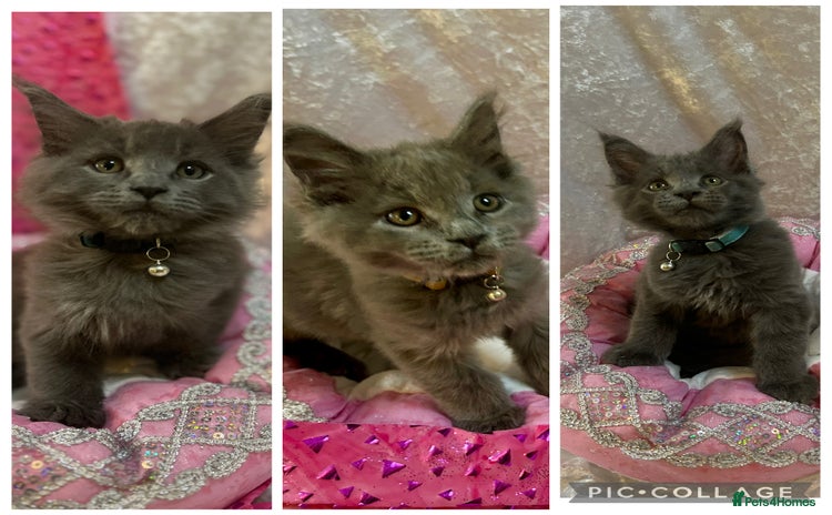Maine Coon cats - Advert 11