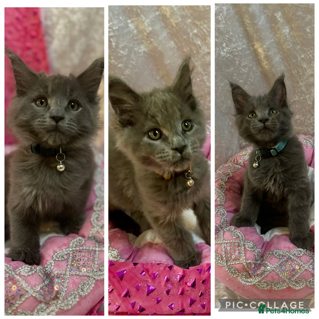 Maine Coon cats for sale: Beautiful GCCF reg Mainecoon kittens available  - Image 2