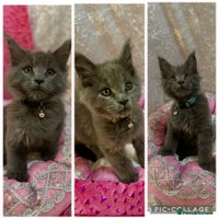 Maine Coon cats - Advert 10