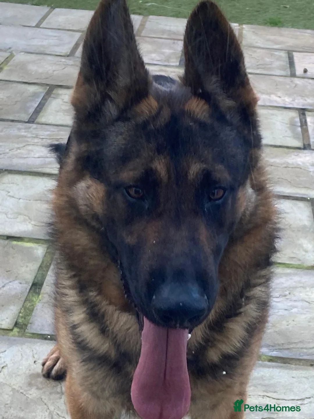 German Shepherd dogs for sale: Champ - Advert 2