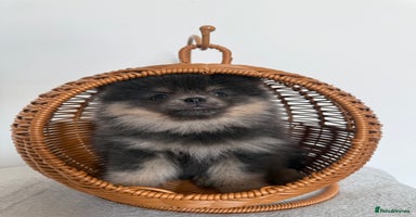 Pomeranian dogs - Advert 2