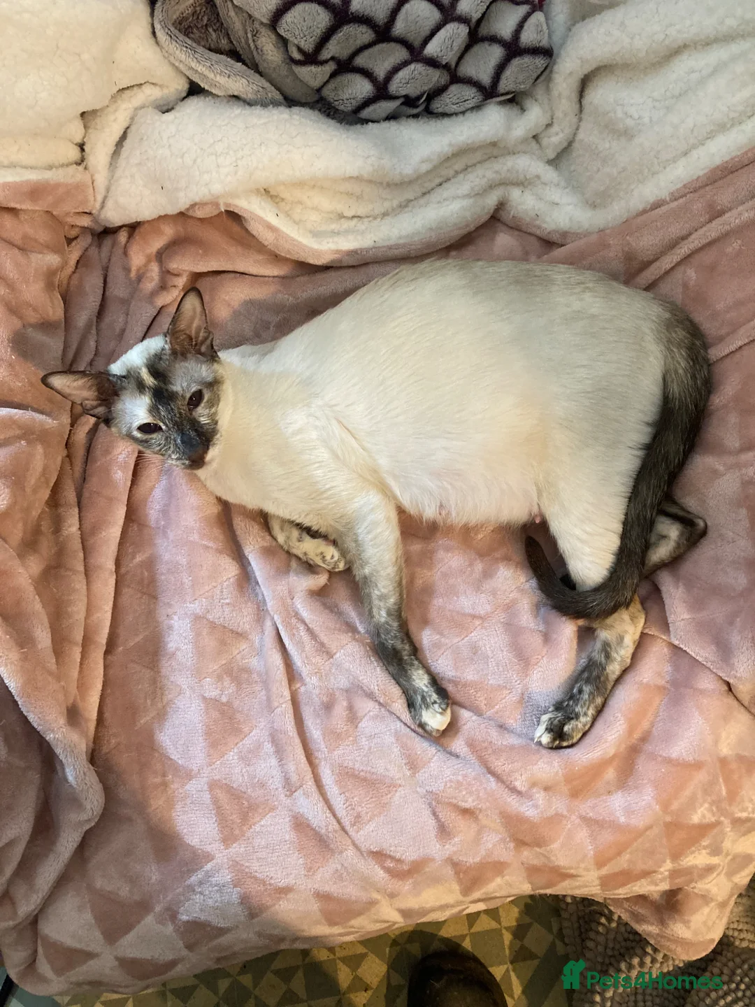 Siamese cats for sale: Siamese kittens - Advert 2